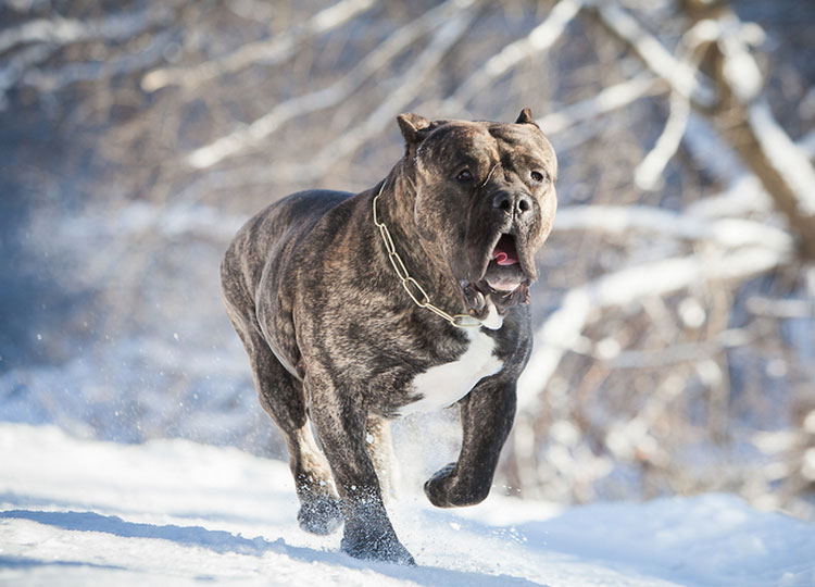 foto de Dogo Canario