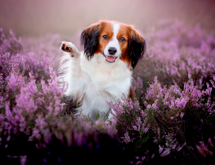 perro de la raza Kooikerhondje