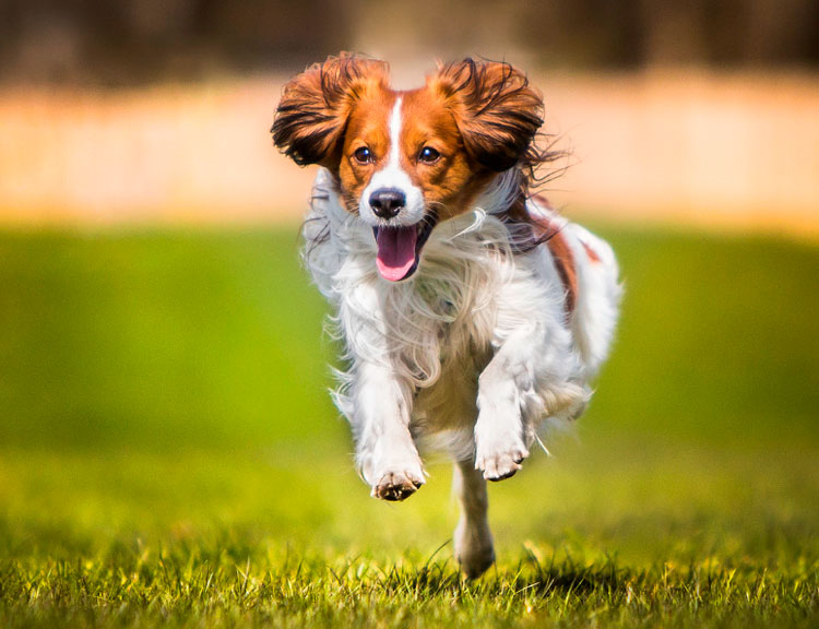 Kooikerhondje corriendo