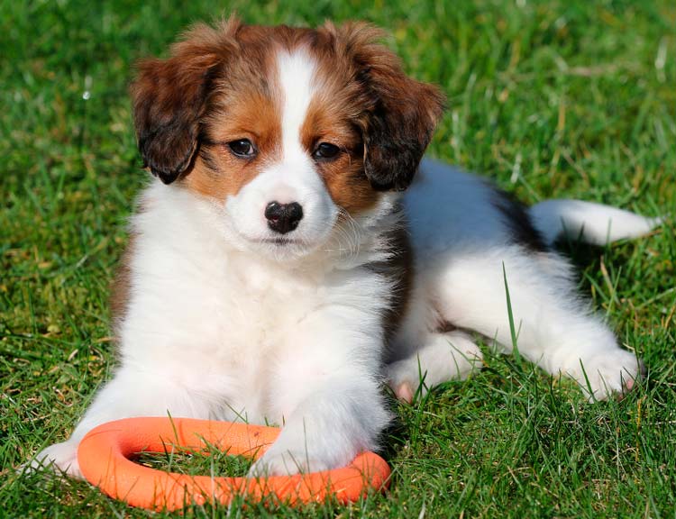 cachorro de Kooikerhondje