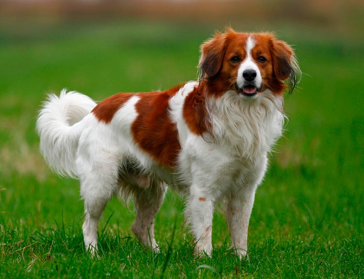 Estándar de la raza Kooikerhondje