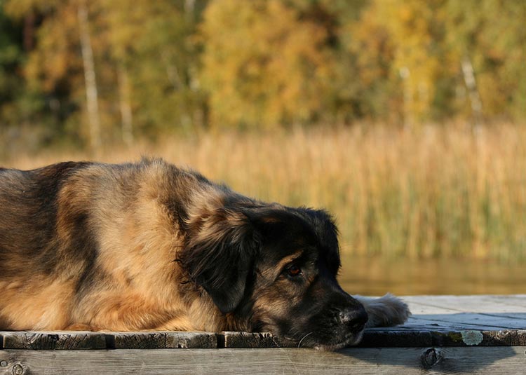 Leonberger tumbado