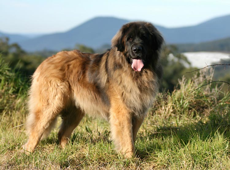 descripción perro Leonberger