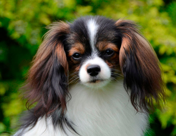 Phalène (spaniel toy continental)