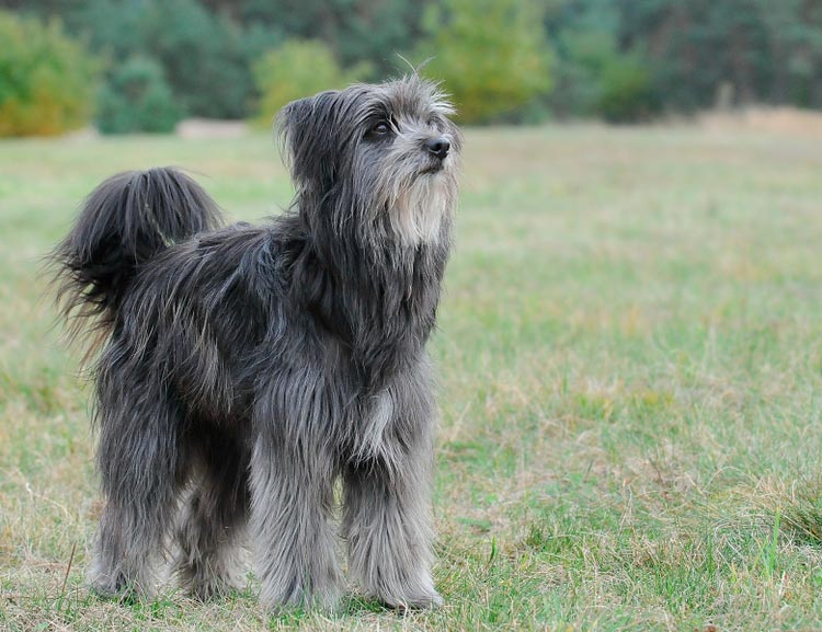 raza canina Perro de pastor de los Pirineos