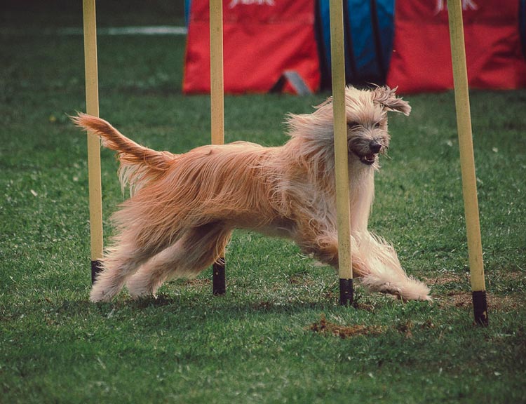 Pastor de los Pirineos en agility