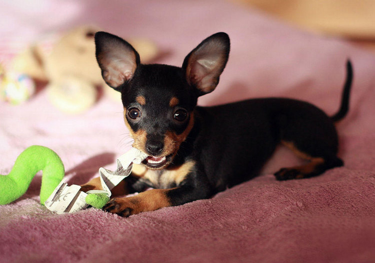 cachorro de Ratonero de Praga