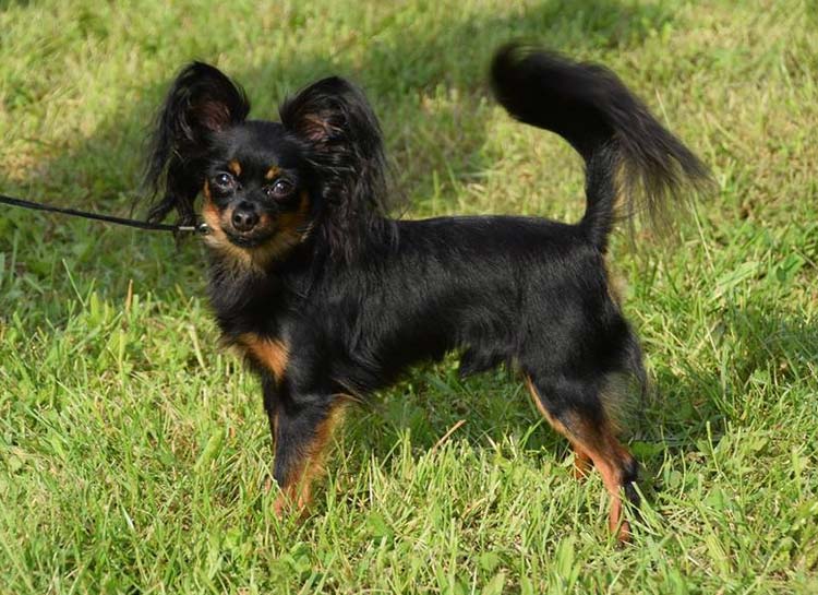 Ratonero de Praga de pelo largo