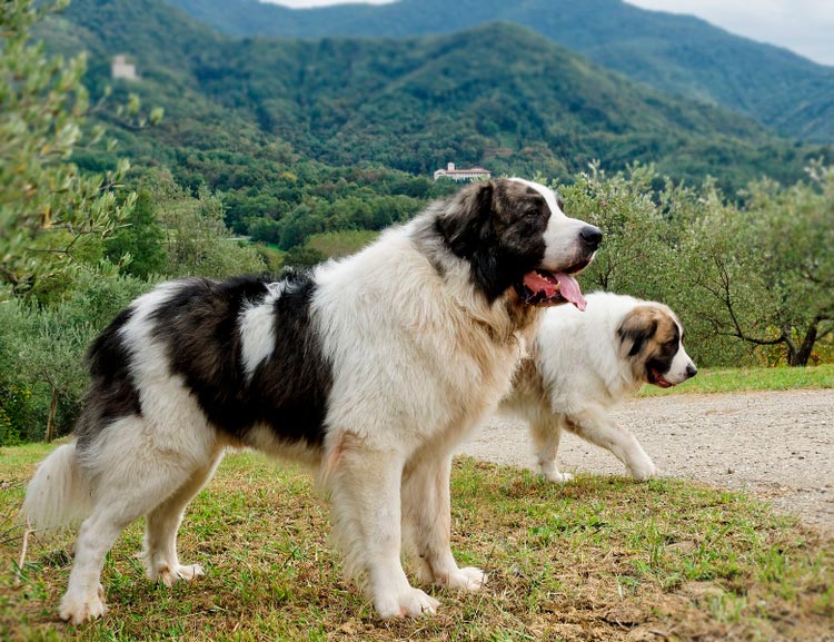 dos mastines del Pirineo