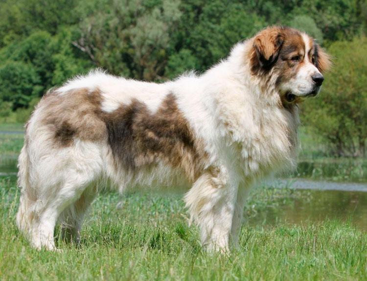 raza de perro mastín de los Pirineos
