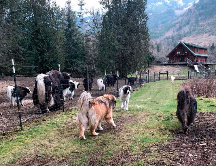 perros de la raza mastín del Pirineo