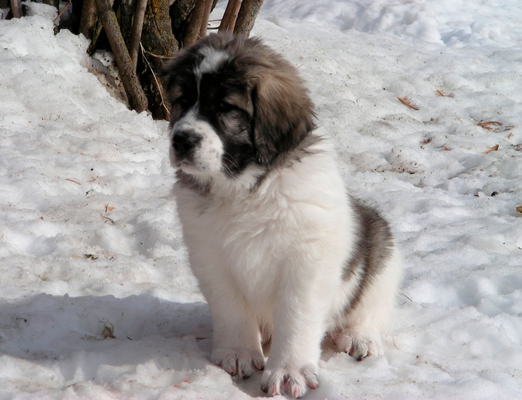 cachorro de Mastín de los Pirineos