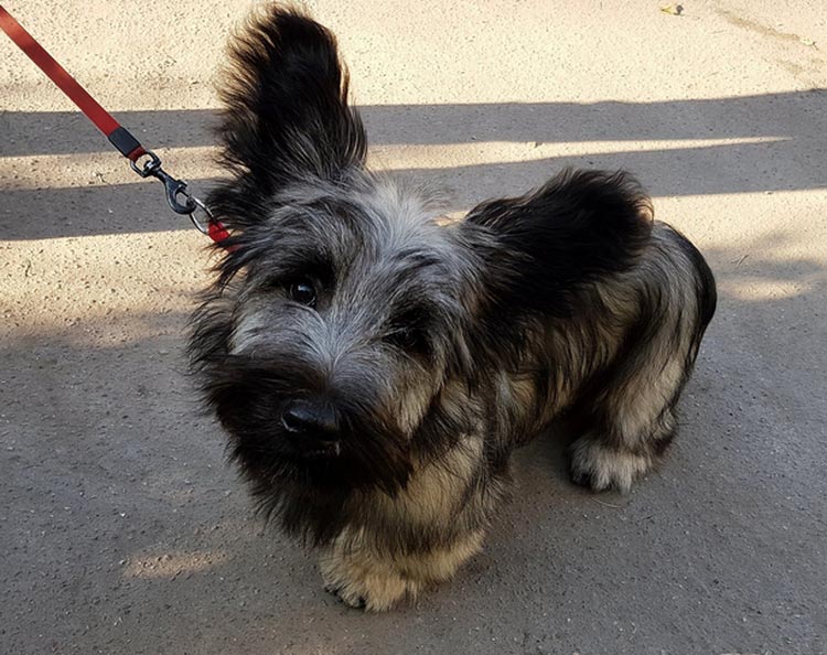 cachorro de Skye terrier