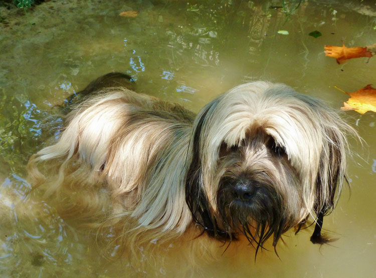 Skye terrier mojado en un estanque