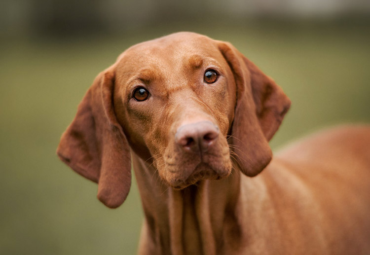 perro de raza Vizsla húngara