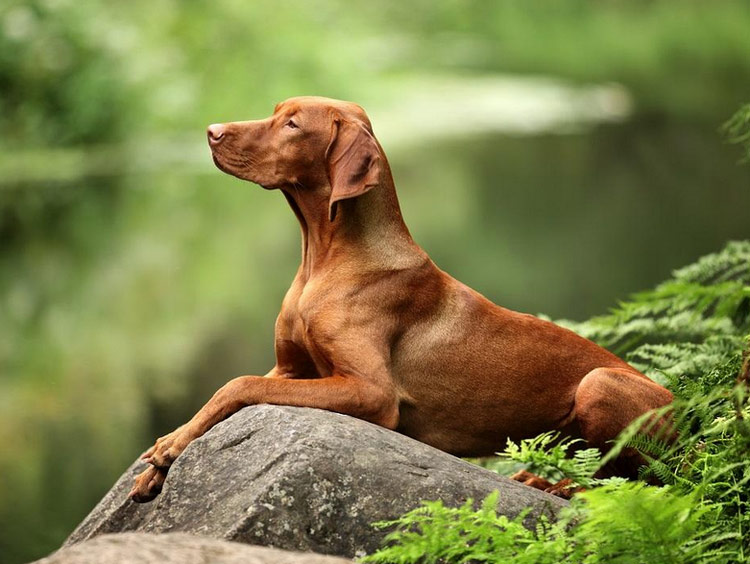foto de vizsla húngaro