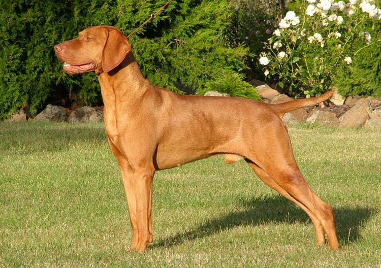 estándar del Vizsla húngaro