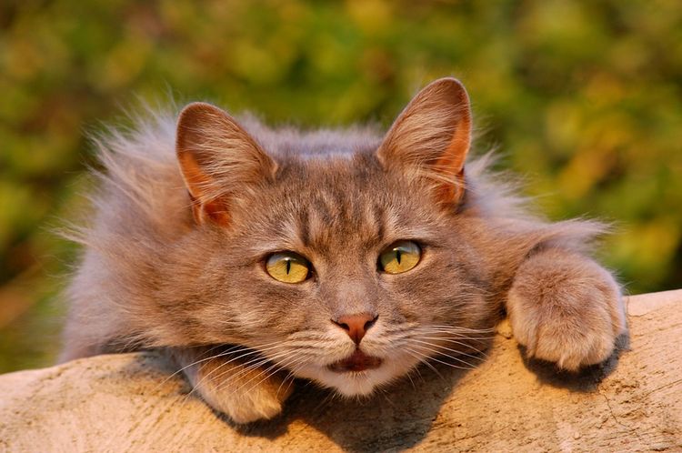 Gato peludo de ojos verdes