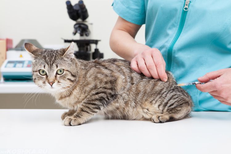 El veterinario administra una inyección a la gata