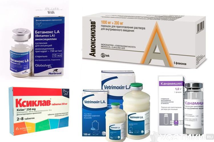 Antibióticos para gatos
