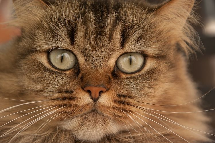 Gato peludo