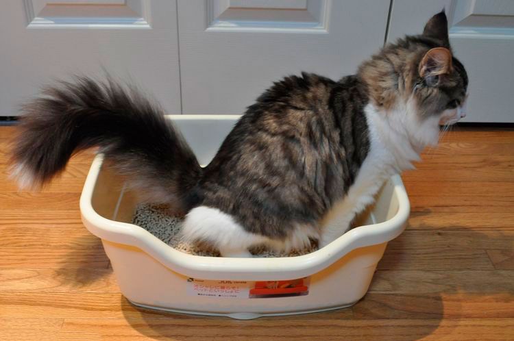 El gato va a la bandeja sanitaria