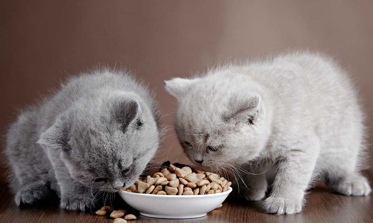 Los gatitos comen