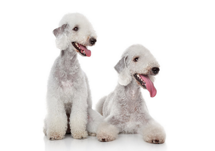 raza de perros Bedlington terrier