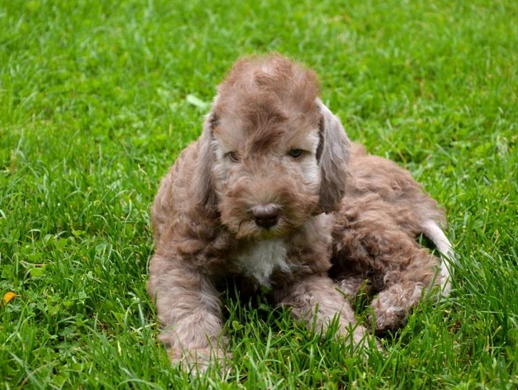 cachorro de Bedlington terrier