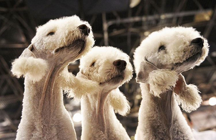 foto de bedlington terrier