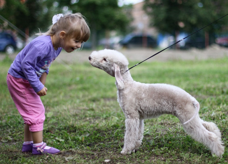 bedlington terrier y niño