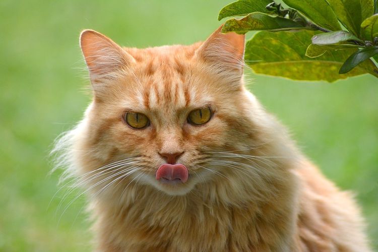 Gato pelirrojo se lame