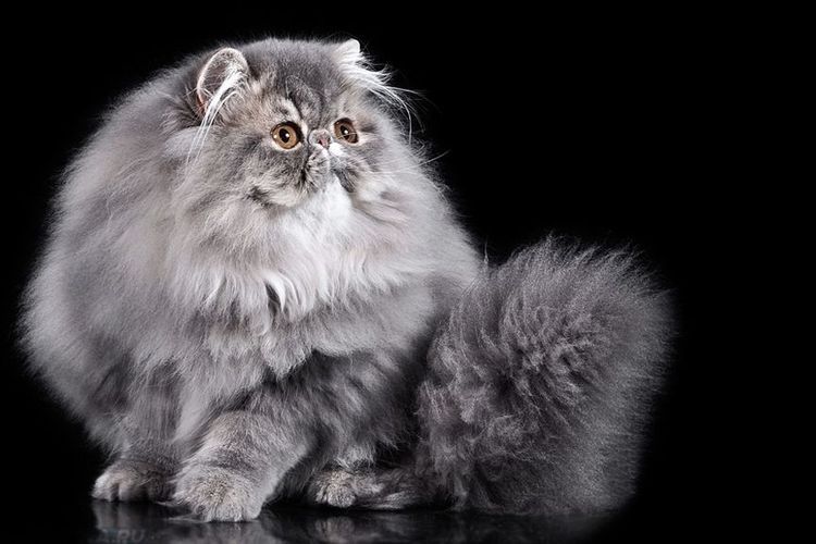 Gato persa esponjoso