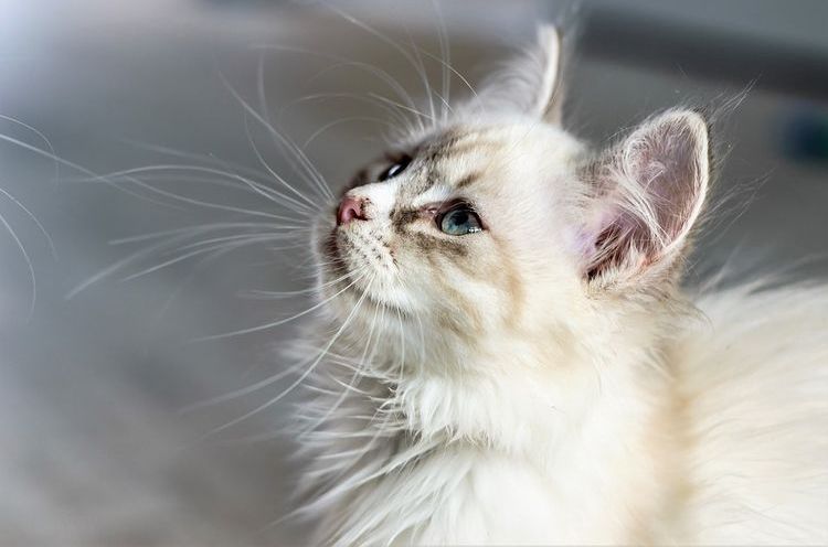 Gato blanco esponjoso