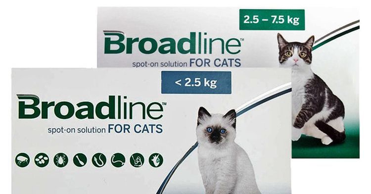 Broadline Spot On para gatos