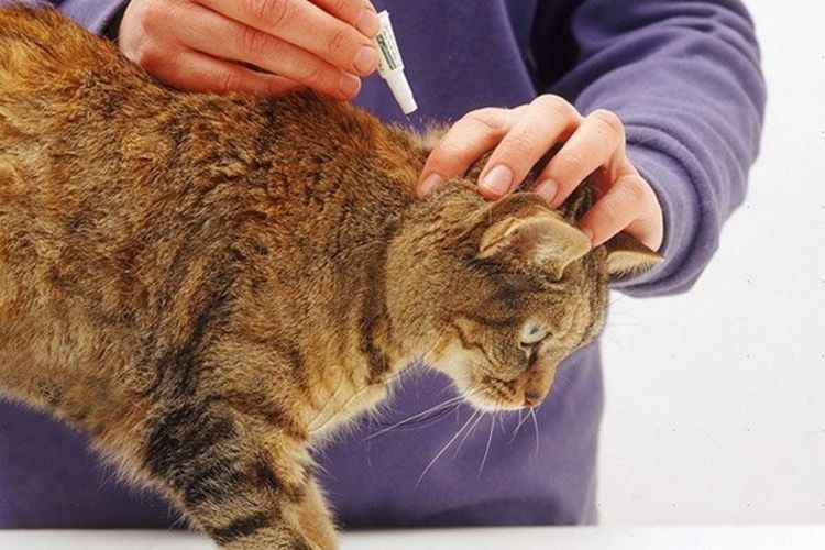 Gotas para gato en la cruz