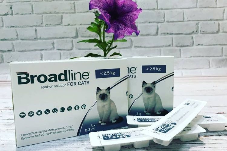 Broadline Spot On para gatos