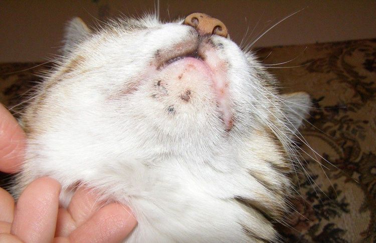 Sarna en el gato