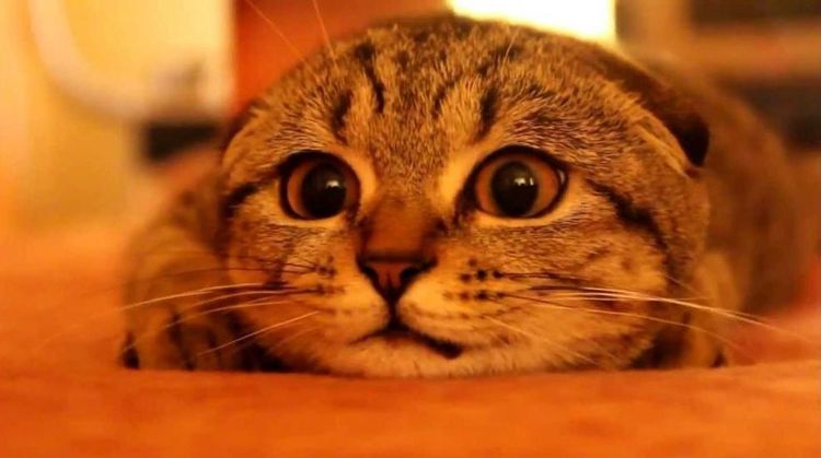 La gata mira