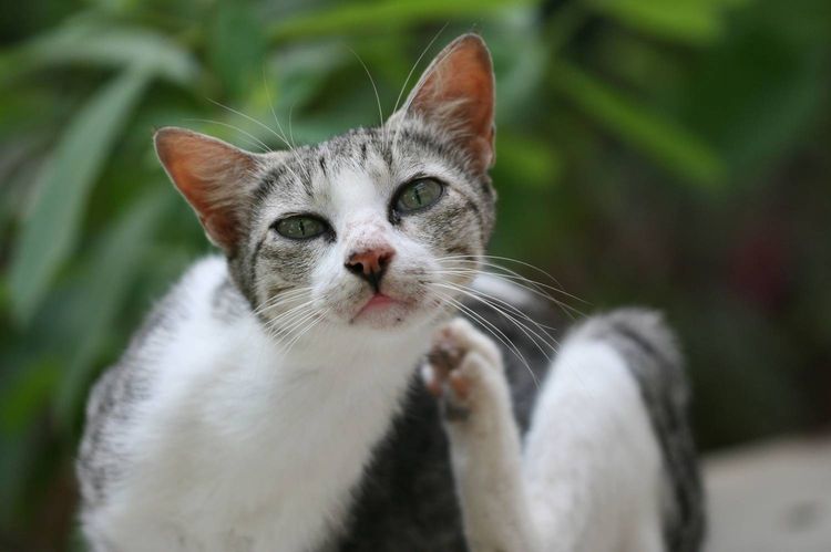 El gato se rasca