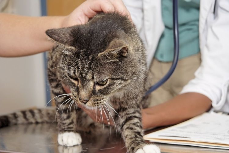 Examen del gato en el veterinario