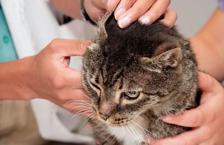 Examen del gato en el veterinario