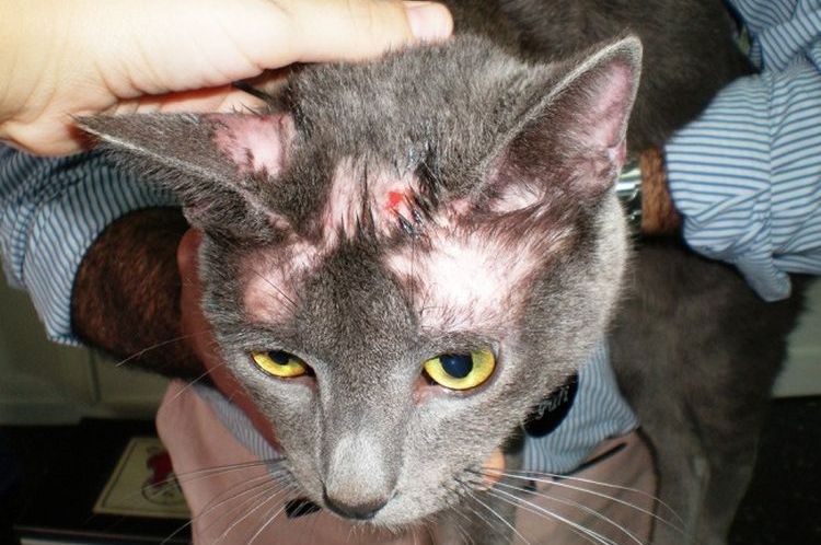 Ácaro de la sarna en el gato