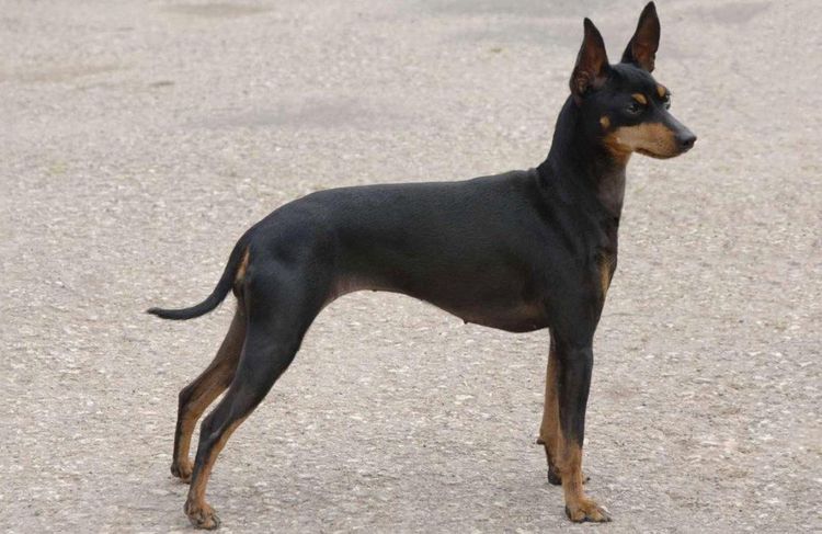 Toy Terrier Inglés