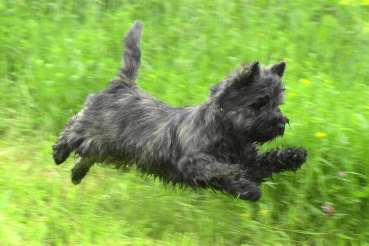 Cairn Terrier