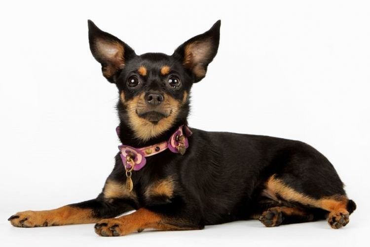 Russian Toy Terrier
