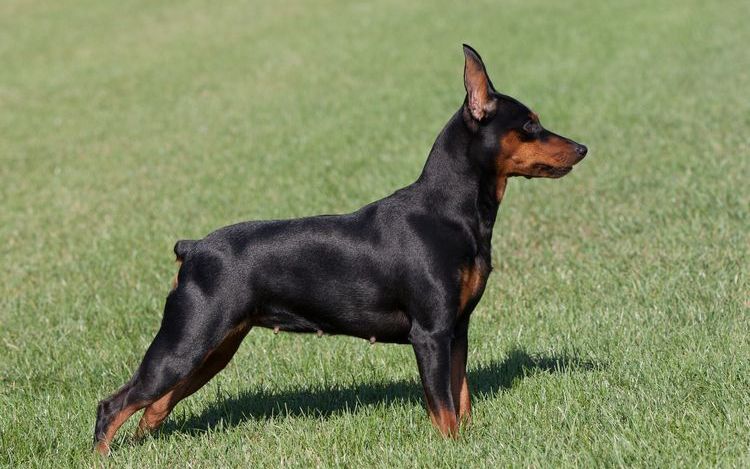 Zwergpinscher