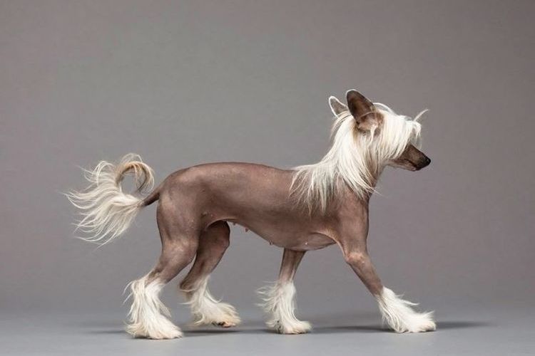 Chinese Crested