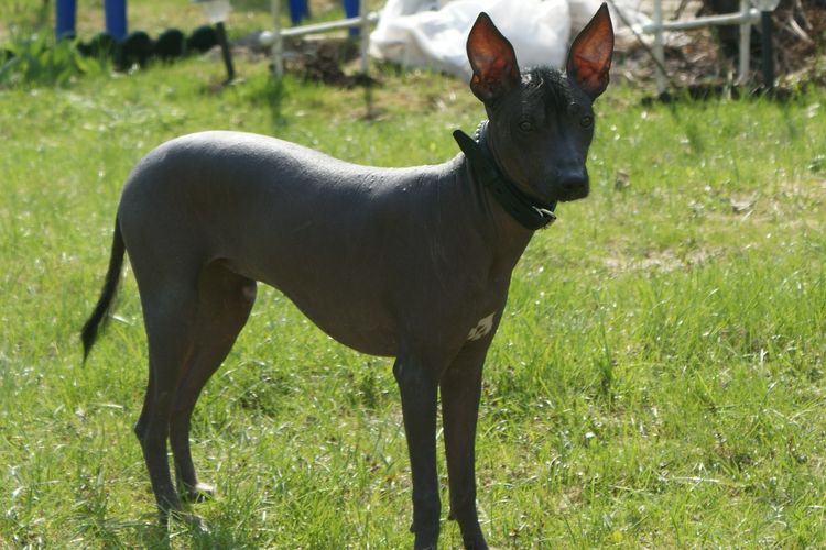 Perro sin pelo mexicano
