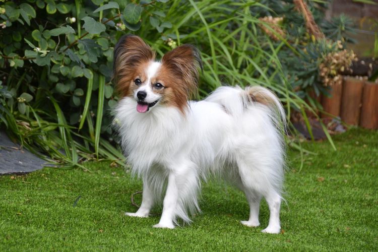 Papillon